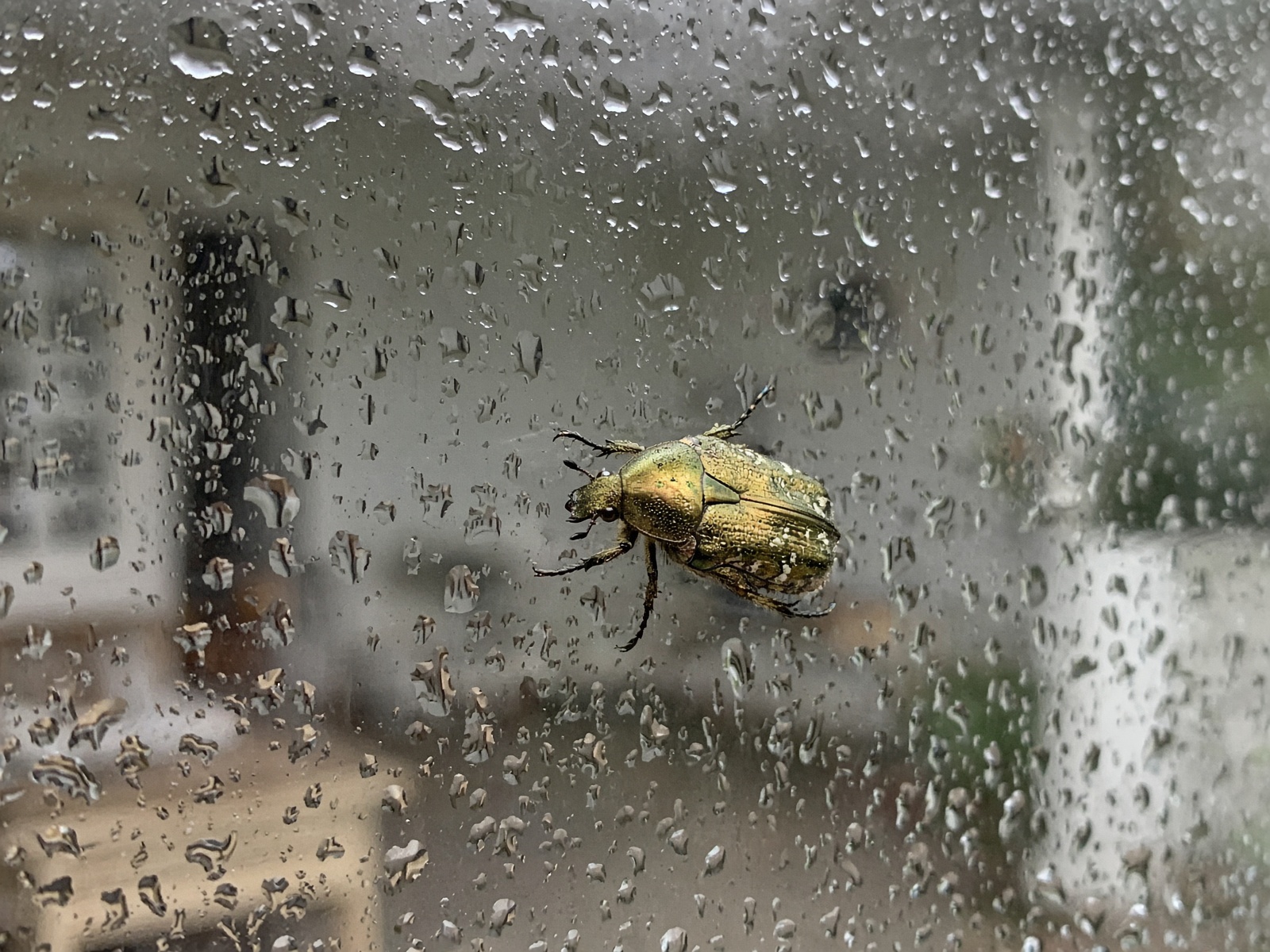 A gold-green rose chafer beetle on rain-spotted window glass.